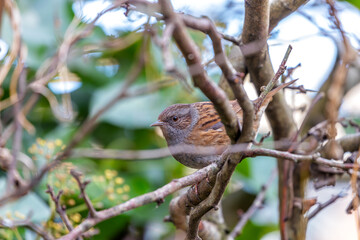 Fototapeta premium Ireland's Garden Minstrel - Dunnock (Prunella modularis) in National Botanic Gardens