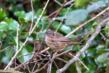 Ireland's Garden Minstrel - Dunnock (Prunella modularis) in National Botanic Gardens