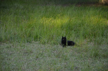 Long haired black cat laying in a green pasture of grass