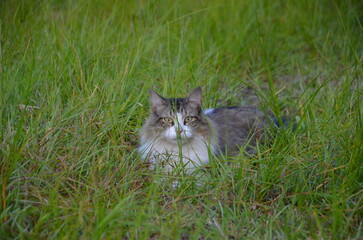 Naklejka na ściany i meble Long haired cat playing in the grass