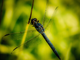 Close Up A Dragonfly