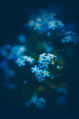 Fototapeta na wymiar Blue forget-me-not flowers grow in a clearing on a dark summer evening. The beauty and tenderness of nature.