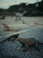 Iguanas en Salinas de Bani, República Dominicana.