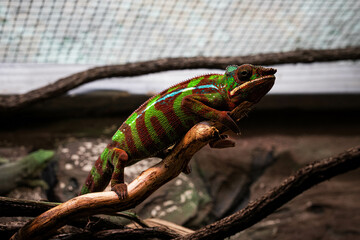 Chameleon on a branch