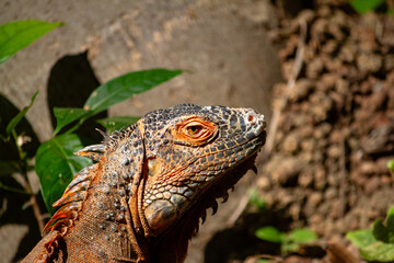 Giant Iguana at Merida Zoo
