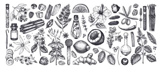 Poster Perfumery and cosmetics ingredients collection. Flower, fruit, spice, herb sketches.  Aromatic plants hand drawn vector illustration. © sketched-graphics