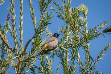 white spectacled bulbul perched on tree branch. Pycnonotus xanthopygos. 