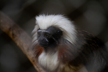 Cotton Top Tamarin Monkey at Merida Zoo