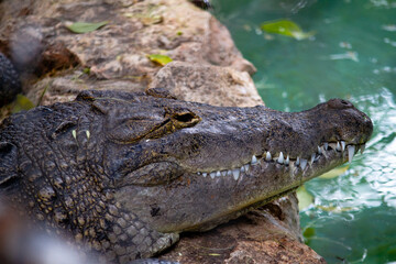 Crocodile over a rock at the Zoo