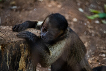 Monkey at Merida Zoo