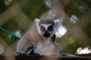 Lemur at the Zoo
