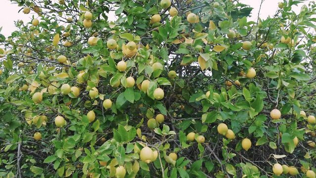 Ripe lemons in citrus orchard, showcasing sustainable agriculture. Citrus orchard care and organic farming highlighted. Citrus orchard with ripe, yellow lemons, symbol of eco-friendly farming