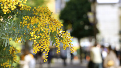Cute yellow mimosa flowers coloring the city
