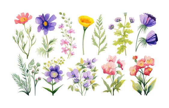 Watercolor floral illustration set ??" Wildflowers: summer flower, blossom, poppies, chamomile, dandelions, cornflowers, lavender, violet, bluebell, clover, buttercup, butterfly