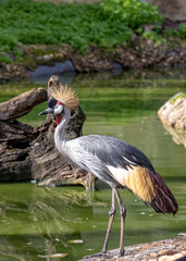 Uganda's Regal Grace - Grey Crowned Crane (Balearica regulorum)