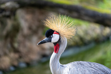 Obraz premium Uganda's Regal Grace - Grey Crowned Crane (Balearica regulorum)