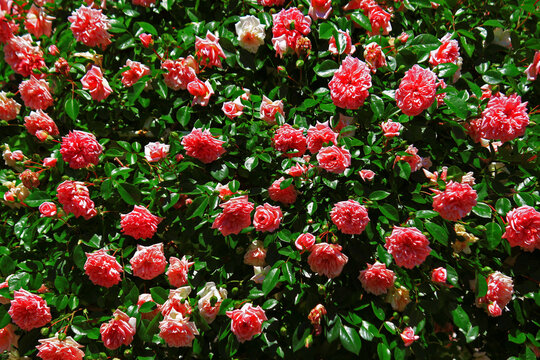 A close-up photo of a rose garden for background material