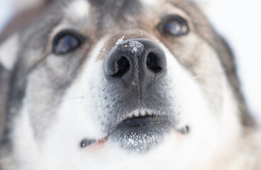 close up portrait of a cute husky dog, cute pet smile