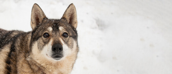 close up portrait of a cute husky dog, cute favorite smile, banner for your advertising
