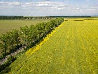 Obraz premium large yellow rapeseed field panorama with beautiul sky. view from above 