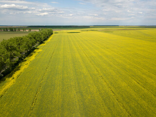 large yellow rapeseed field panorama with beautiul sky. view from above
