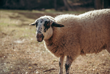 Obraz premium Farm sheep grazing, organic and local lamb meat, rural farm.