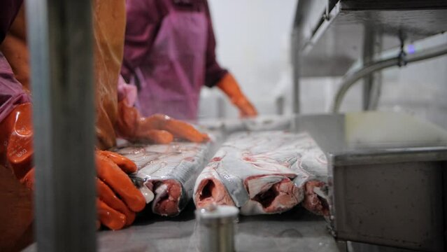 Red fish preparation at processing factory close-up to hands Red fish transformed into culinary delicacy. Red fish key ingredient in restaurant dishes Celebrating taste of ocean in every dish.