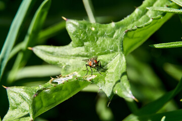 A Common house Fly on a Leaf.