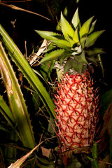 Fototapeta premium Abacaxi fruta madura no pé.