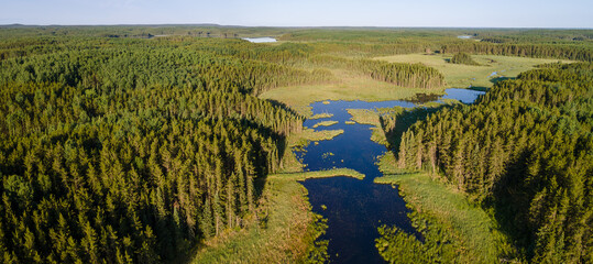 Aerial panoramic view of an extensive coniferous forest and a marshy stream that is cut by an old beaver dam. The sky is clear and colored pale blue.
