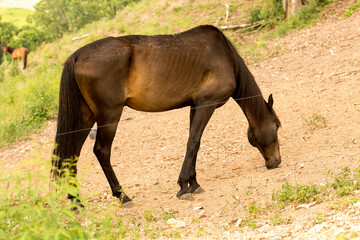 Cavalo pastando em sitio na Serra do Japi, Jundiaí, São Paulo, Brasil.  