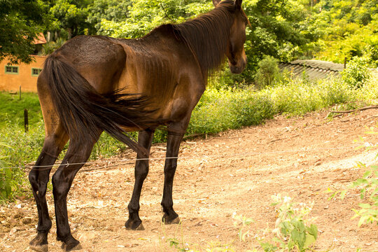 Cavalo no estabulo. 
