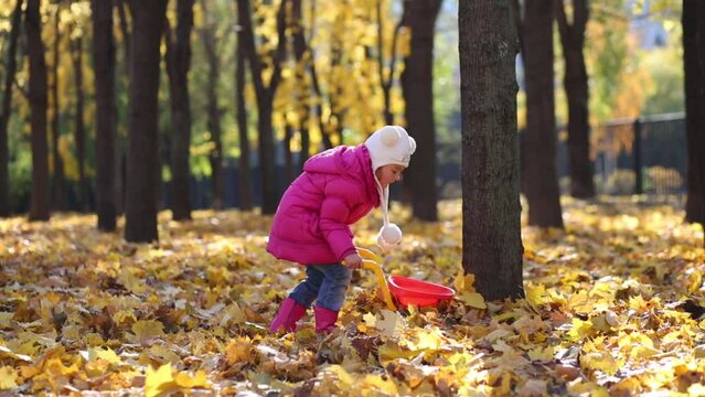 Little girl in pink carries dry leaves in cart in park at autumn