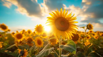 Foto auf Acrylglas sunflower in a field of sunflowers under a blue sky © Mujahid