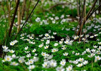 Zawilec gajowy (Anemone nemorosa), białe kwiaty, wood anemone, windflower, smell fox, Ranunculaceae, white flowers	