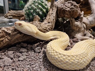 Albino Klapperschlange