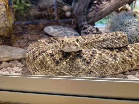 Kopf einer Klapperschlange