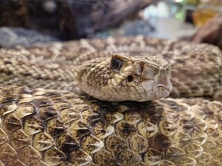 Kopf einer Klapperschlange