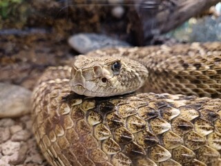 Kopf einer Klapperschlange