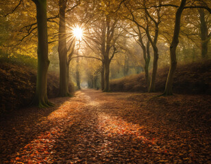 Autumnal Sunburst on Forest Path