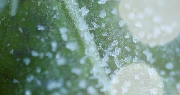 Frost on the leaves of raspberry bushes in the early morning.
