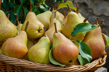 basket of juicy pears, with stems still attached