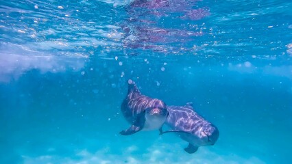 Curious Dolphins © Andra