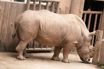 Close up Huge standing Rhino