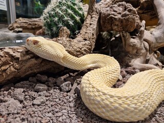Albino Klapperschlange