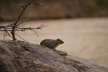 african wildlife, grammomy