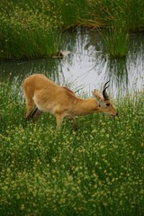 african wildlife, reedbuck, grass, water