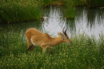 african wildlife, reedbuck, grass, water