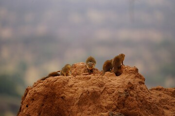 african wildlife, mongooses