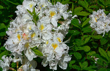 biały różanecznik odmiana Persil, rododendron, Rhododendron, variety Persil	
